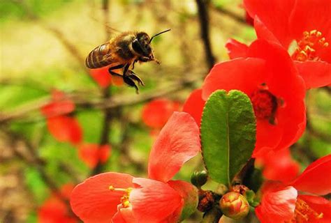 蜜蜂来家里|家里突然进蜜蜂 蜜蜂进屋十大预兆